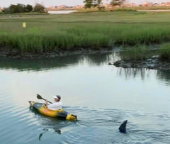 “ Shark Sighting “